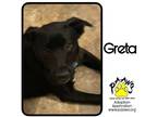 Adopt Greta a Black Labrador Retriever / Mixed dog in Newburgh, IN (41026973)