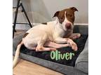 Adopt Oliver a Brown/Chocolate - with White Pit Bull Terrier / Mixed dog in
