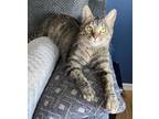 Adopt Mya Moonz a All Black Domestic Shorthair / Domestic Shorthair / Mixed cat