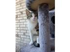 Adopt Husky a Gray, Blue or Silver Tabby Domestic Shorthair (short coat) cat in