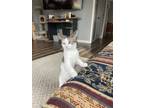 Adopt Biff a Domestic Shorthair (short coat) cat in Berea, KY (40474265)