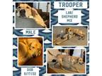 Adopt Trooper a Tan/Yellow/Fawn German Shepherd Dog / Labrador Retriever / Mixed