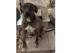 Adopt Fred a Brindle - with White Plott Hound / Pit Bull Terrier / Mixed dog in