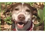 Adopt Mia a White - with Brown or Chocolate Brittany / American Pit Bull Terrier