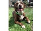 Adopt Shiloh a Brown/Chocolate - with White Mixed Breed (Medium) / Mixed dog in