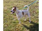 Adopt Franny a White - with Red, Golden, Orange or Chestnut Cattle Dog / Pointer