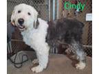 Adopt Cindy a White - with Gray or Silver Old English Sheepdog / Mixed dog in