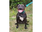 Adopt Luna a Black Pit Bull Terrier / Mixed dog in Jackson, NJ (39794648)