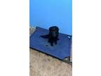 Adopt Nala a Black Shepherd (Unknown Type) / Labrador Retriever / Mixed dog in