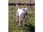 Adopt Doug a White - with Red, Golden, Orange or Chestnut Pit Bull Terrier /