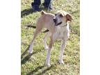 Adopt Kimmie a Tan/Yellow/Fawn - with White Beagle / Boxer / Mixed dog in