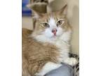 Adopt Sprout a Orange or Red Tabby Domestic Mediumhair (medium coat) cat in