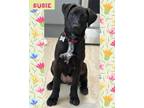 Adopt Susie a Black - with White Labrador Retriever / Mixed dog in Yaphank