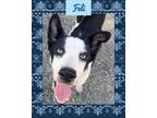 Adopt Feli a Black - with White Husky / Mixed dog in Yaphank, NY (41026355)