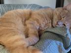 Adopt Janie a Tan or Fawn Domestic Mediumhair / Domestic Shorthair / Mixed cat