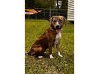 Adopt MISS KITTY a Labrador Retriever / Mixed dog in Marianna, FL (41026131)