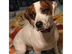 Adopt Spanky-Lots to offer! a Tricolor (Tan/Brown & Black & White) Foxhound /