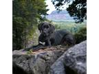 Adopt Sampson a Black - with White Labrador Retriever / Catahoula Leopard Dog /