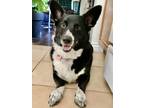 Adopt Dexter a Black - with White Corgi / Australian Cattle Dog / Mixed dog in