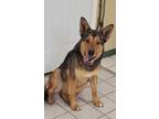 Adopt RUBY a Red/Golden/Orange/Chestnut German Shepherd Dog / Mixed Breed