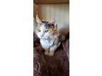 Adopt Kacey a Domestic Mediumhair cat in Hinton, AB (40628610)