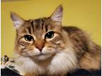 Adopt Belle a Domestic Mediumhair cat in Hinton, AB (40626240)