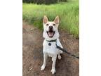 Adopt Bailey a Tan/Yellow/Fawn - with White Husky / Australian Cattle Dog /