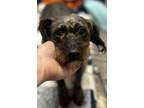 Adopt Leigh a Black - with Gray or Silver Dachshund / Schnauzer (Miniature) /