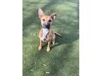 Adopt Tabby a Brindle Black Mouth Cur / Mixed Breed (Medium) / Mixed (short