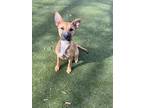 Adopt Tabby a Red/Golden/Orange/Chestnut Black Mouth Cur / Mixed dog in