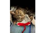 Adopt Billy O'Goblin a Tiger Striped Domestic Shorthair (short coat) cat in El