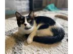 Adopt Salsa a Black & White or Tuxedo Domestic Shorthair (short coat) cat in