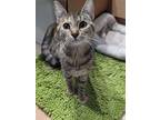 Adopt Cher a Tan or Fawn Tabby Tabby (short coat) cat in Greenburgh