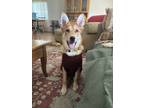 Adopt Bodhi a Red/Golden/Orange/Chestnut German Shepherd Dog / Mixed dog in