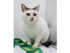 Adopt Luna XXXXIX a Domestic Shorthair (short coat) cat in Muskegon