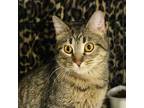 Adopt Willow a Brown Tabby Domestic Shorthair (short coat) cat in Overland Park