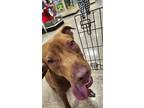 Adopt Reba Crossposted a Red/Golden/Orange/Chestnut Mixed Breed (Medium) / Mixed