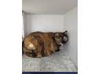 Adopt Pebbles a Tortoiseshell Domestic Shorthair (short coat) cat in Creston