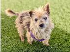 Adopt Chickpea a Terrier (Unknown Type, Medium) / Mixed dog in Vallejo