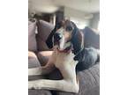 Adopt Lady a Tricolor (Tan/Brown & Black & White) Coonhound / Treeing Walker