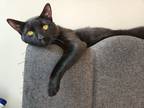 Adopt Midnight a All Black Bombay (short coat) cat in New York, NY (40584794)