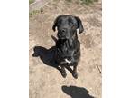 Adopt Dahlia a Black - with White Boxer / Labrador Retriever / Mixed dog in