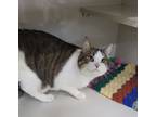 Adopt Milo a Domestic Shorthair / Mixed (short coat) cat in Genoa, IL (41024413)