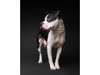 Adopt Apollo a Black American Pit Bull Terrier / Mixed Breed (Medium) / Mixed