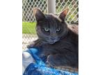 Adopt April Albeezer a Gray or Blue Domestic Shorthair / Domestic Shorthair /