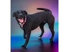 Adopt Lil Sumac a Labrador Retriever / Mixed dog in El Dorado, AR (40342593)