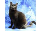 Adopt John a All Black Domestic Shorthair (short coat) cat in Overland Park