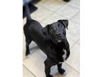 Adopt Shaggy a Black - with White Labrador Retriever / Border Collie / Mixed dog