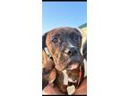 Adopt Nacho a Brindle Boxer dog in Simi Valley, CA (41023896)