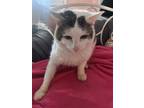 Adopt Smallz a White (Mostly) American Shorthair / Mixed (short coat) cat in